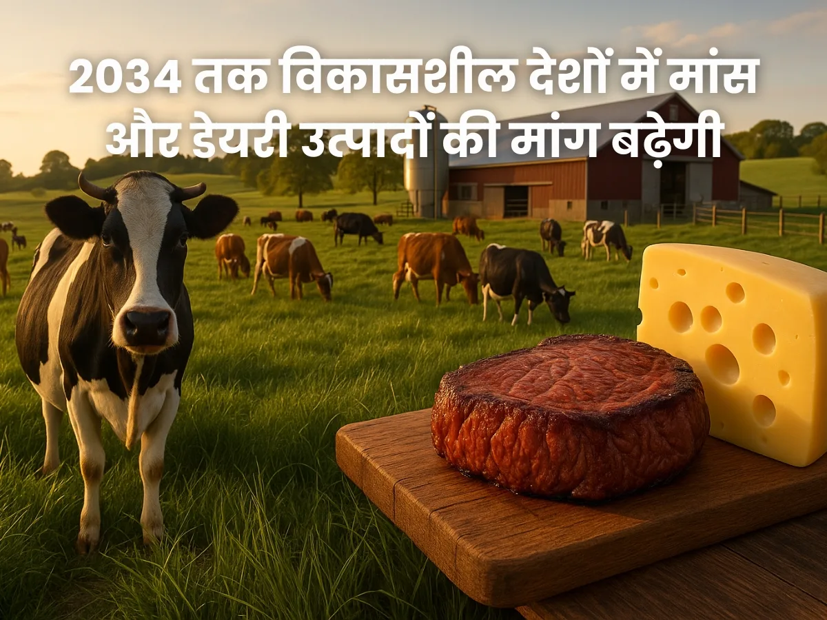 2034 तक विकासशील देशों में मांस और डेयरी उत्पादों की मांग बढ़ेगी, FAO-OECD की रिपोर्ट