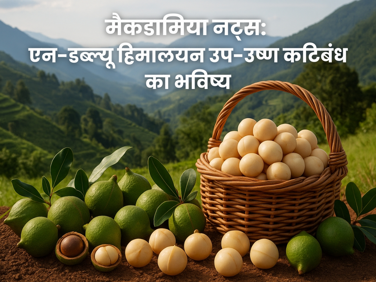 मैकडामिया नट्स: एन-डब्ल्यू हिमालयन उप-उष्ण कटिबंध का सतत भविष्य